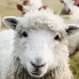 DJ Sheep
